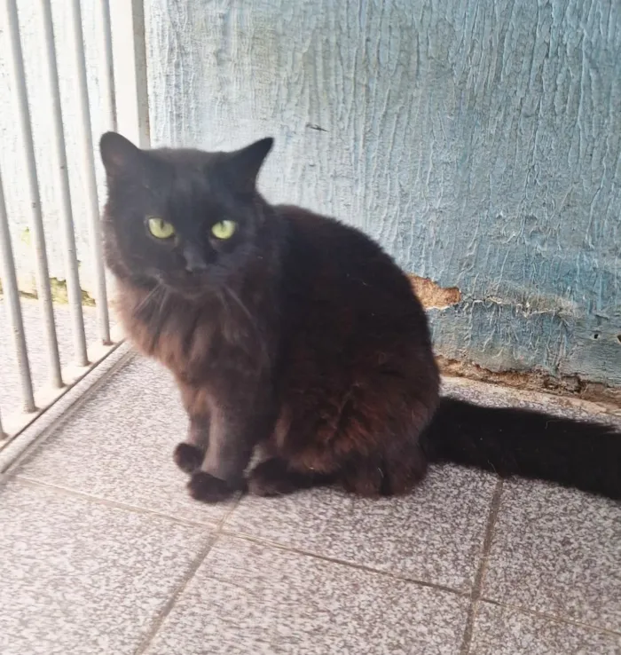 Gato raça SRD-ViraLata idade 1 ano nome Fúria da Noite 