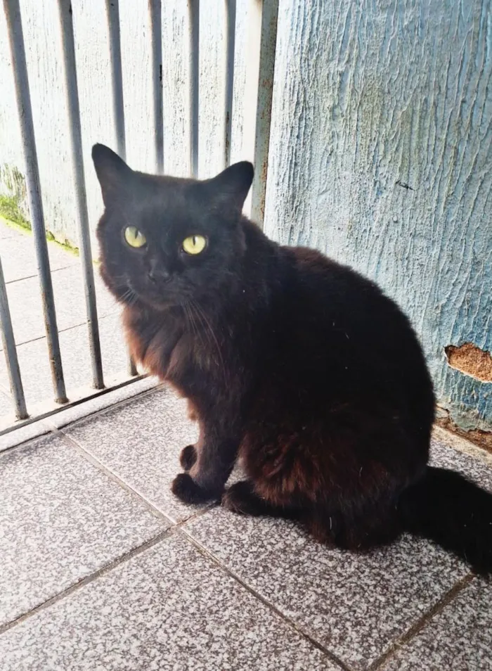 Gato raça SRD-ViraLata idade 1 ano nome Fúria da Noite 