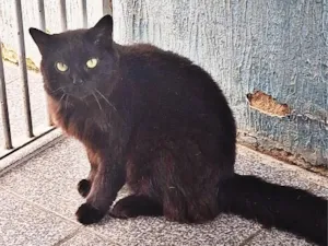Gato raça SRD-ViraLata idade 1 ano nome Fúria da Noite 