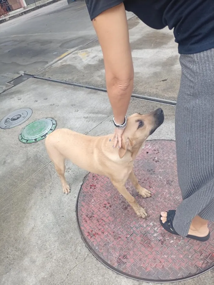 Cachorro raça SRD-ViraLata idade 1 ano nome possível nome Mel