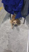 possível nome Mel