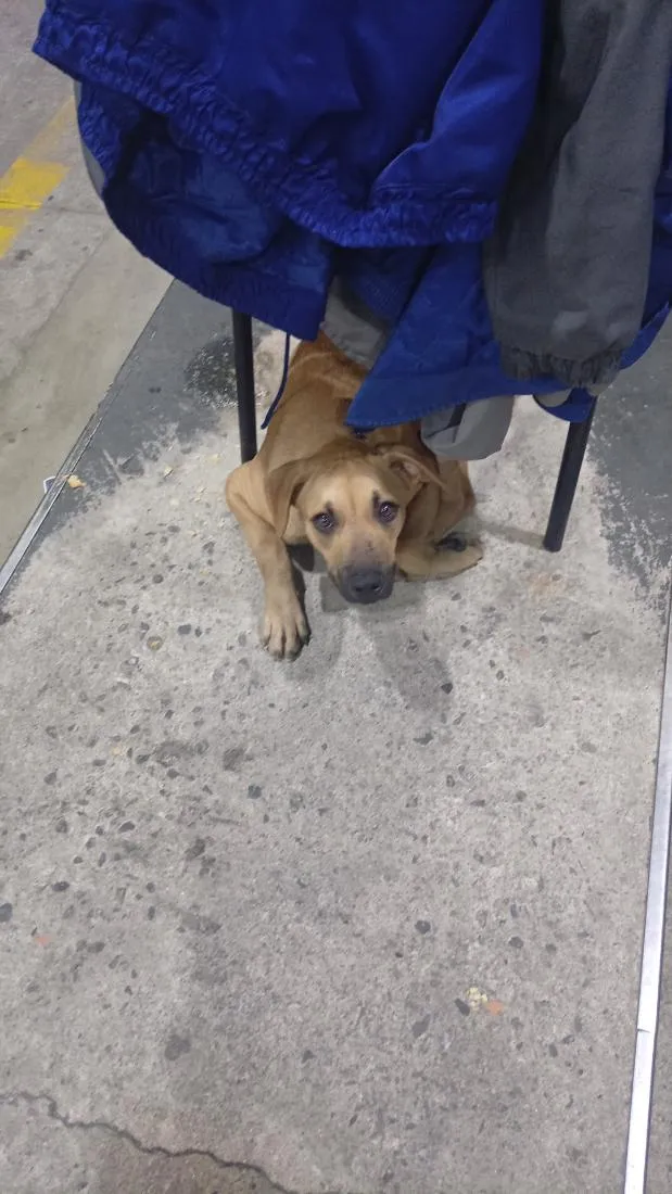 Cachorro raça SRD-ViraLata idade 1 ano nome possível nome Mel