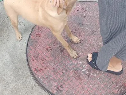 Cachorro raça SRD-ViraLata idade 1 ano nome possível nome Mel