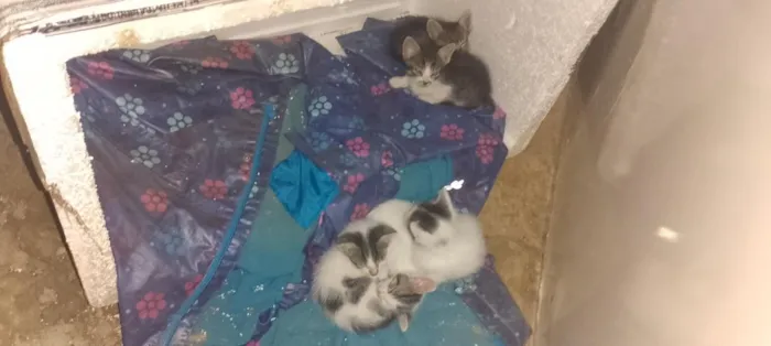 Gato raça SRD-ViraLata idade 2 a 6 meses nome turminha feliz