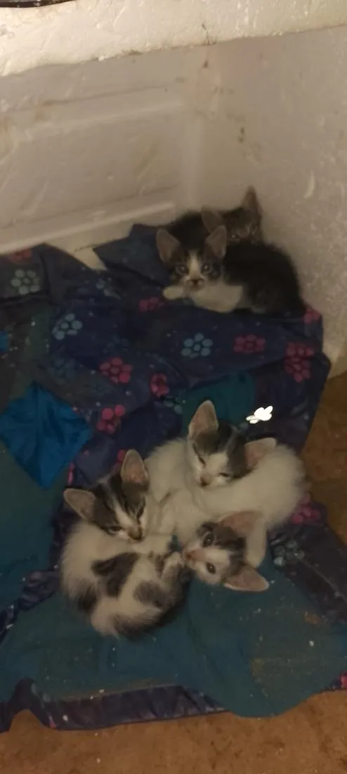 Gato raça SRD-ViraLata idade 2 a 6 meses nome turminha feliz