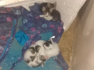 Gato raça SRD-ViraLata idade 2 a 6 meses nome turminha feliz