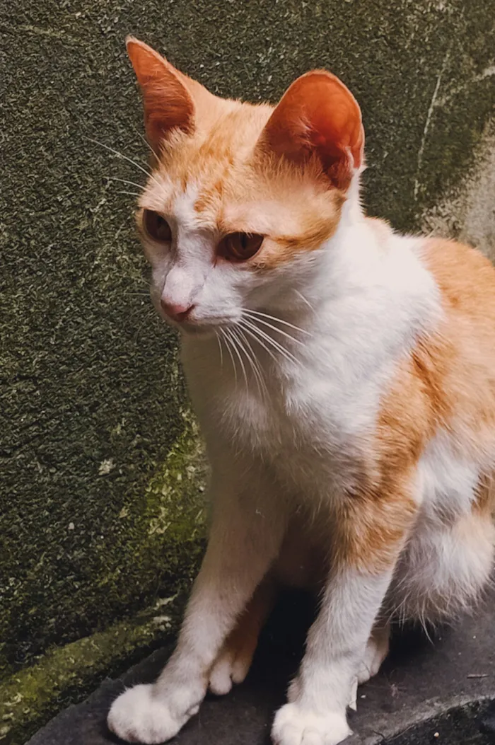 Gato raça SRD-ViraLata idade 7 a 11 meses nome Zenitsu