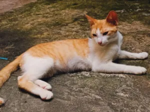 Gato raça SRD-ViraLata idade 7 a 11 meses nome Zenitsu