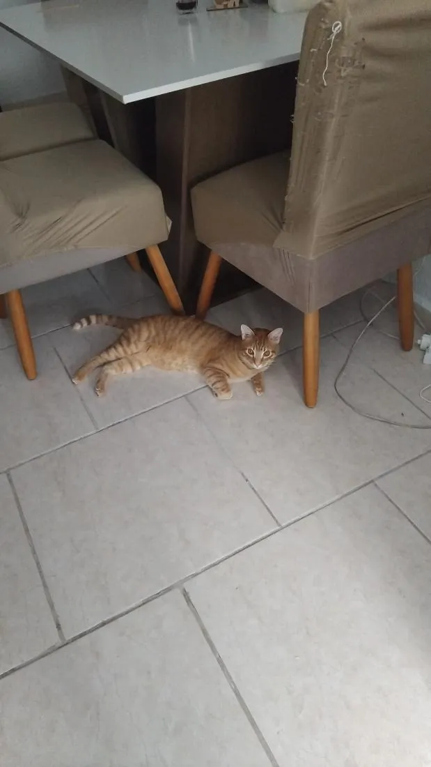Gato raça SRD-ViraLata idade 1 ano nome Apolo