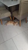 Apolo