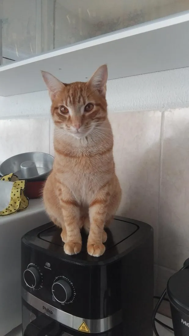 Gato raça SRD-ViraLata idade 1 ano nome Apolo