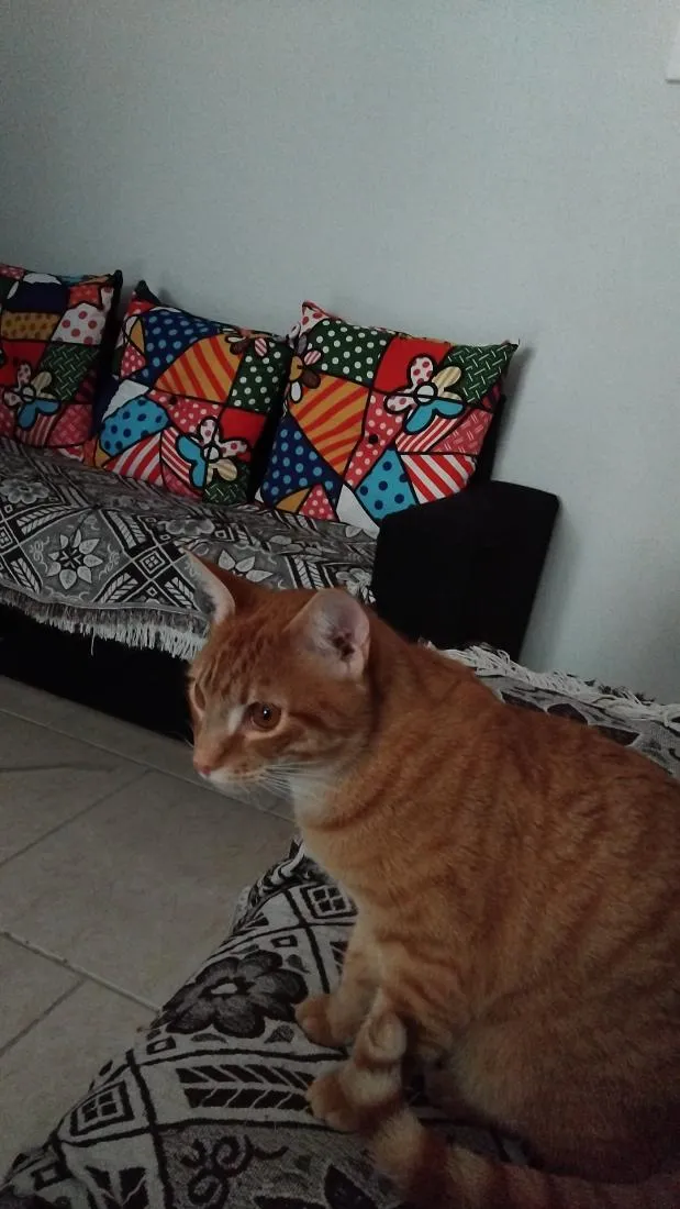 Gato raça SRD-ViraLata idade 1 ano nome Apolo