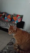 Apolo