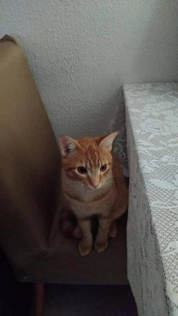 Gato raça SRD-ViraLata idade 1 ano nome Apolo