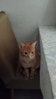Apolo
