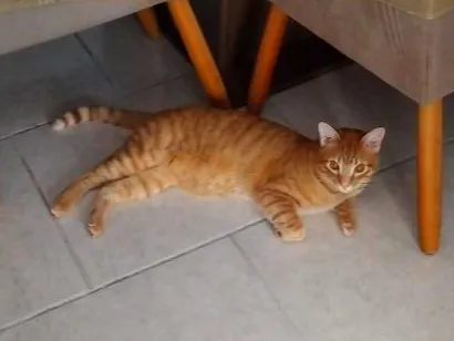 Gato raça SRD-ViraLata idade 1 ano nome Apolo