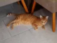Apolo