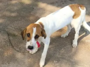 Cachorro raça SRD-ViraLata idade 2 a 6 meses nome pluto 
