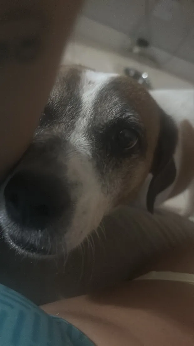 Cachorro raça SRD-ViraLata idade 6 ou mais anos nome Mila