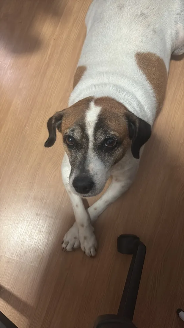 Cachorro raça SRD-ViraLata idade 6 ou mais anos nome Mila