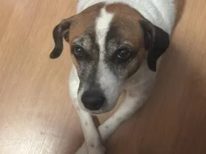 Cachorro raça SRD-ViraLata idade 6 ou mais anos nome Mila