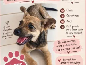 Cachorro raça SRD-ViraLata idade 2 a 6 meses nome Bella