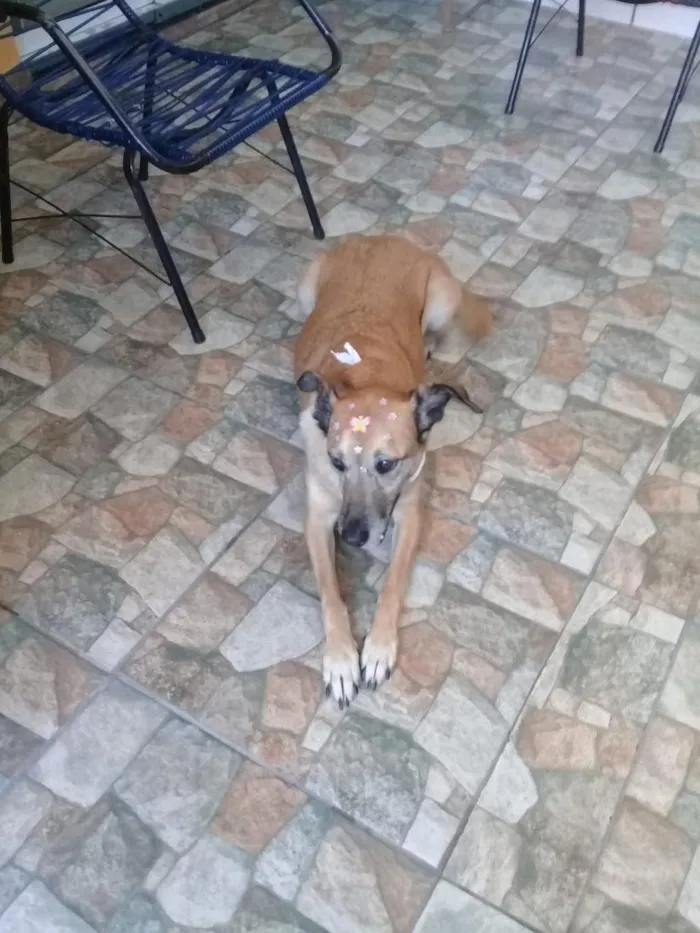 Cachorro raça SRD-ViraLata idade 6 ou mais anos nome Layla