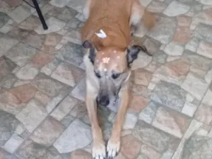 Cachorro raça SRD-ViraLata idade 6 ou mais anos nome Layla