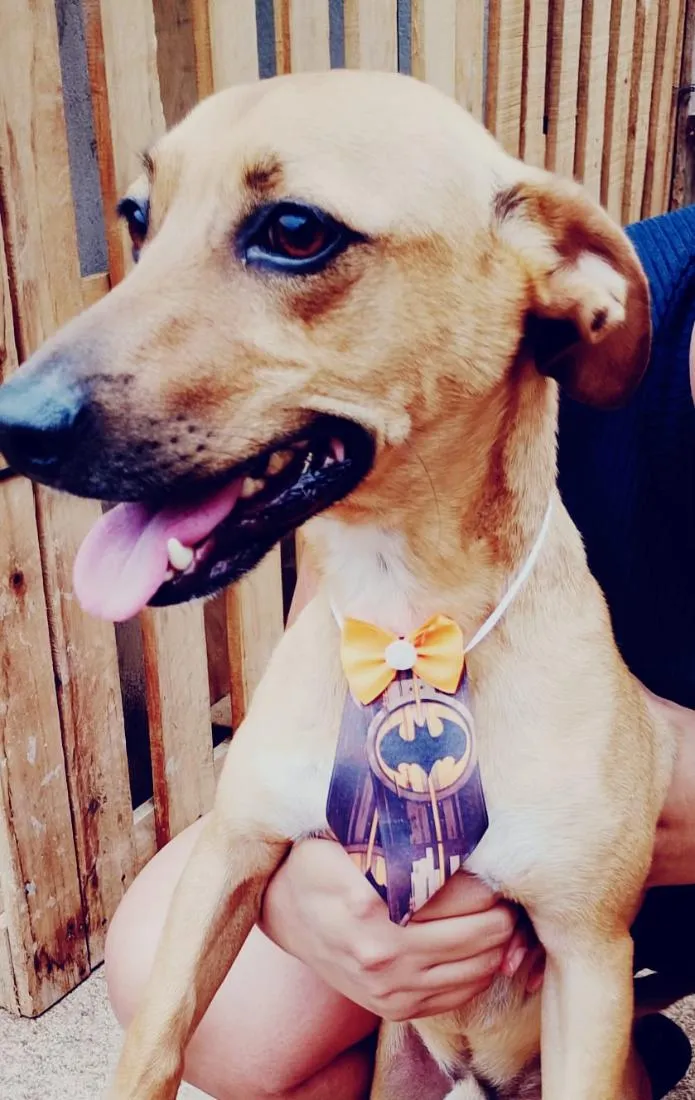 Cachorro raça SRD-ViraLata idade 3 anos nome Neymar