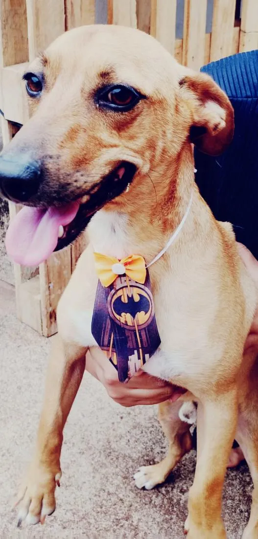 Cachorro raça SRD-ViraLata idade 3 anos nome Neymar