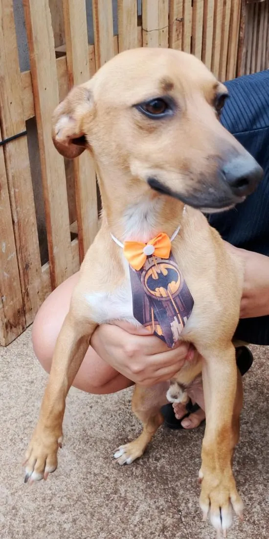 Cachorro raça SRD-ViraLata idade 3 anos nome Neymar