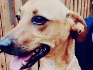 Cachorro raça SRD-ViraLata idade 3 anos nome Neymar