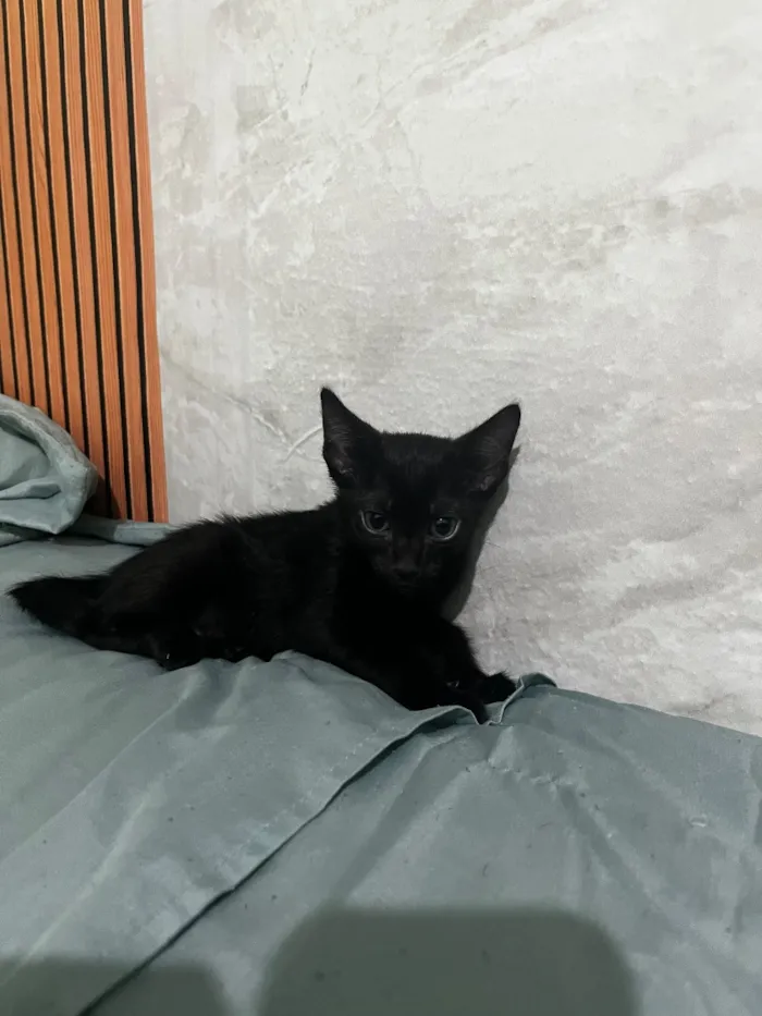 Gato raça SRD-ViraLata idade 2 a 6 meses nome Não tem nome ainda