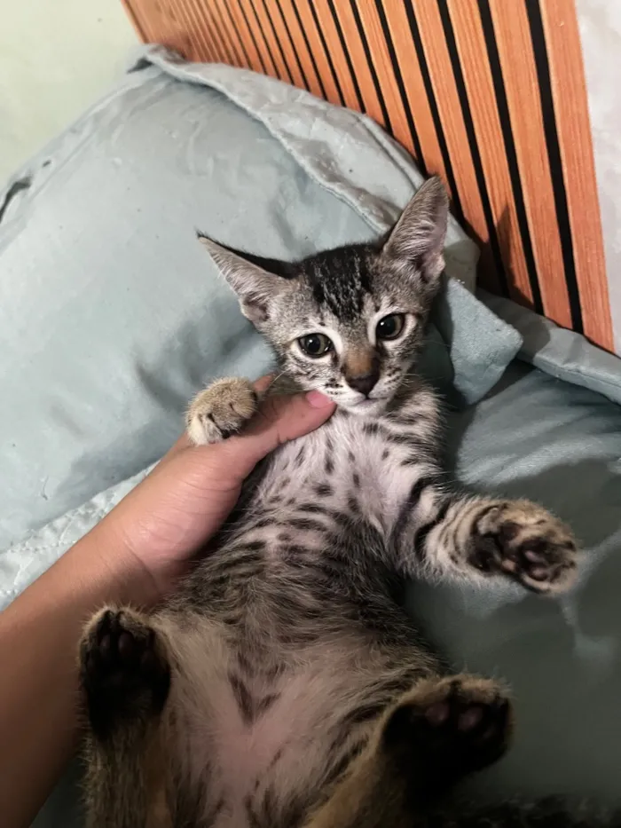 Gato raça SRD-ViraLata idade 2 a 6 meses nome Não tem nome ainda