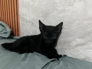 Gato raça SRD-ViraLata idade 2 a 6 meses nome Não tem nome ainda