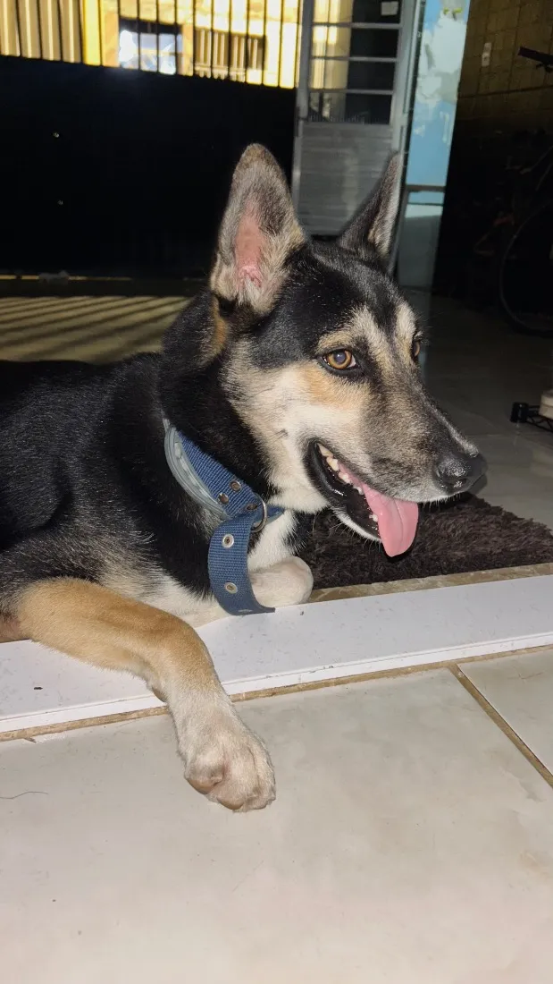 Cachorro raça SRD-ViraLata idade 1 ano nome Zion Luan