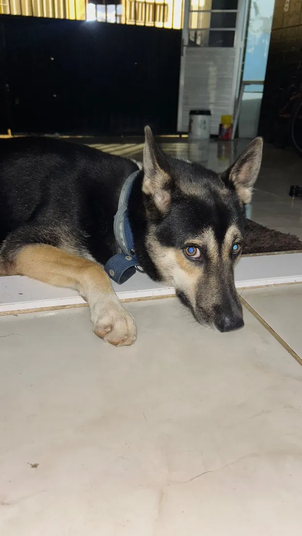 Cachorro raça SRD-ViraLata idade 1 ano nome Zion Luan