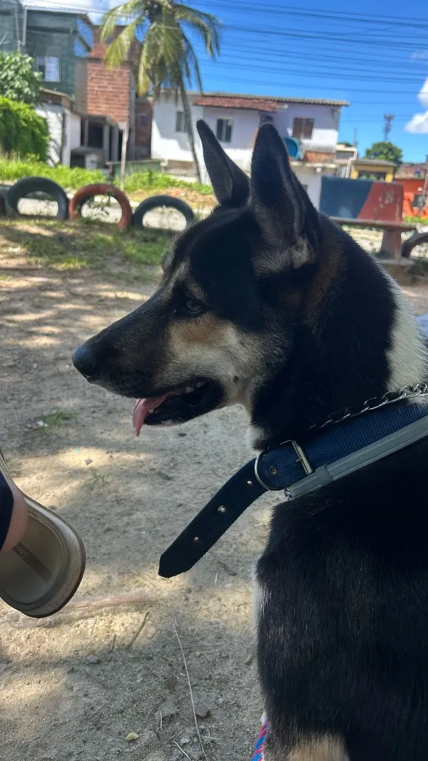 Cachorro raça SRD-ViraLata idade 1 ano nome Zion Luan