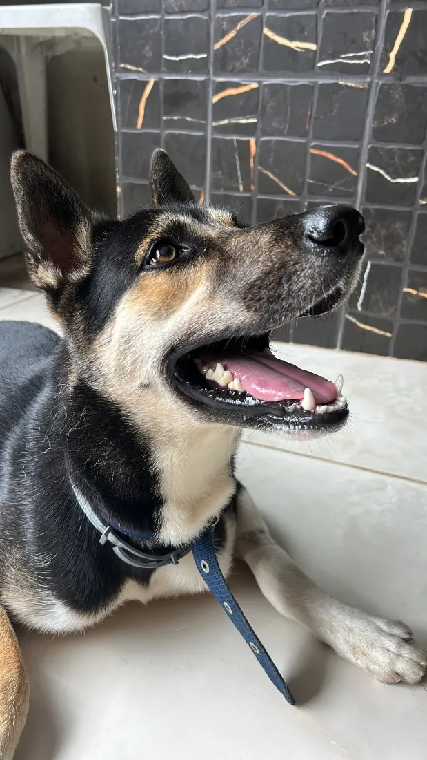 Cachorro raça SRD-ViraLata idade 1 ano nome Zion Luan