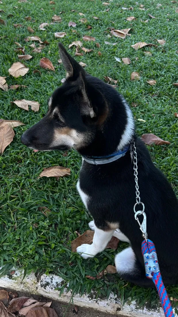 Cachorro raça SRD-ViraLata idade 1 ano nome Zion Luan