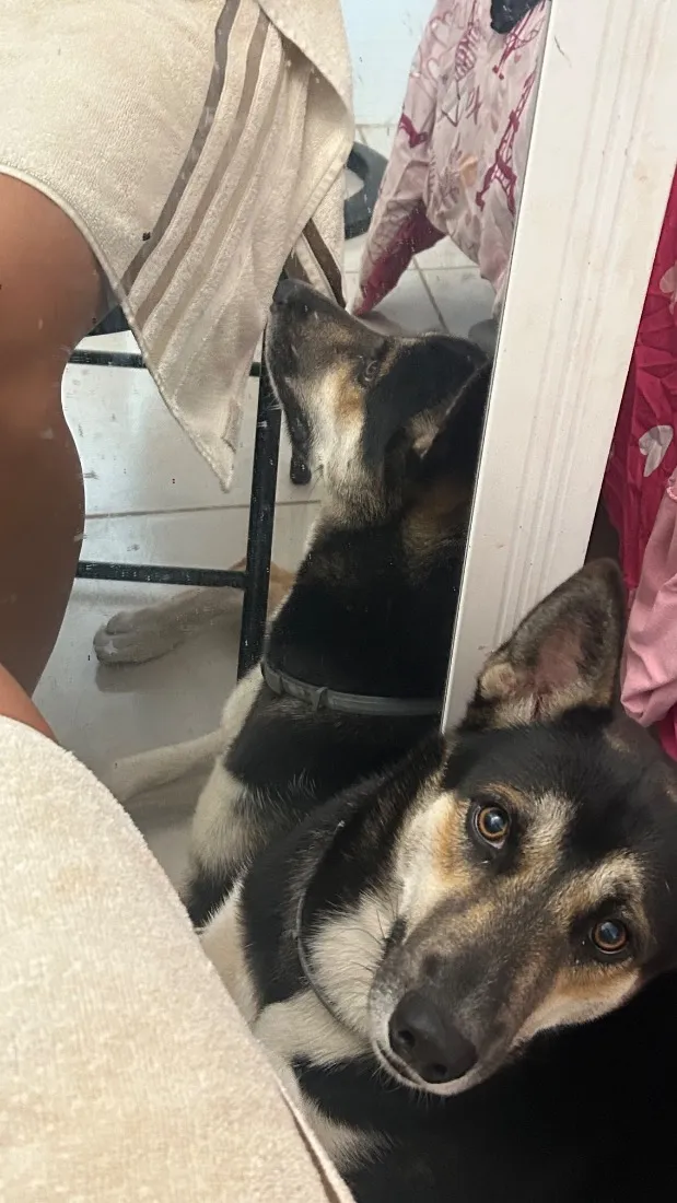 Cachorro raça SRD-ViraLata idade 1 ano nome Zion Luan