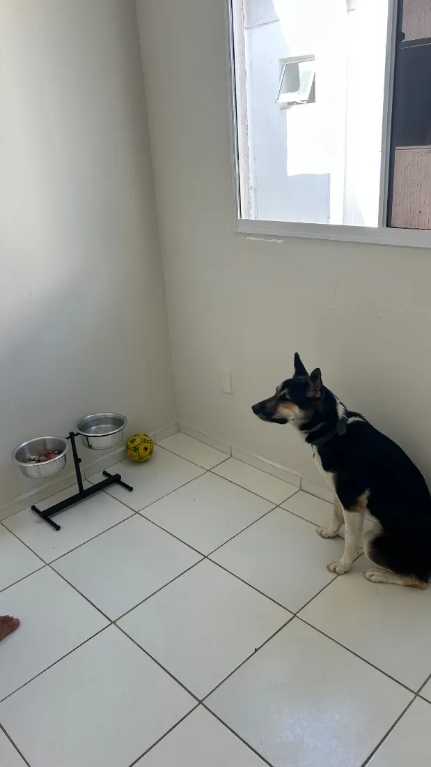 Cachorro raça SRD-ViraLata idade 1 ano nome Zion Luan
