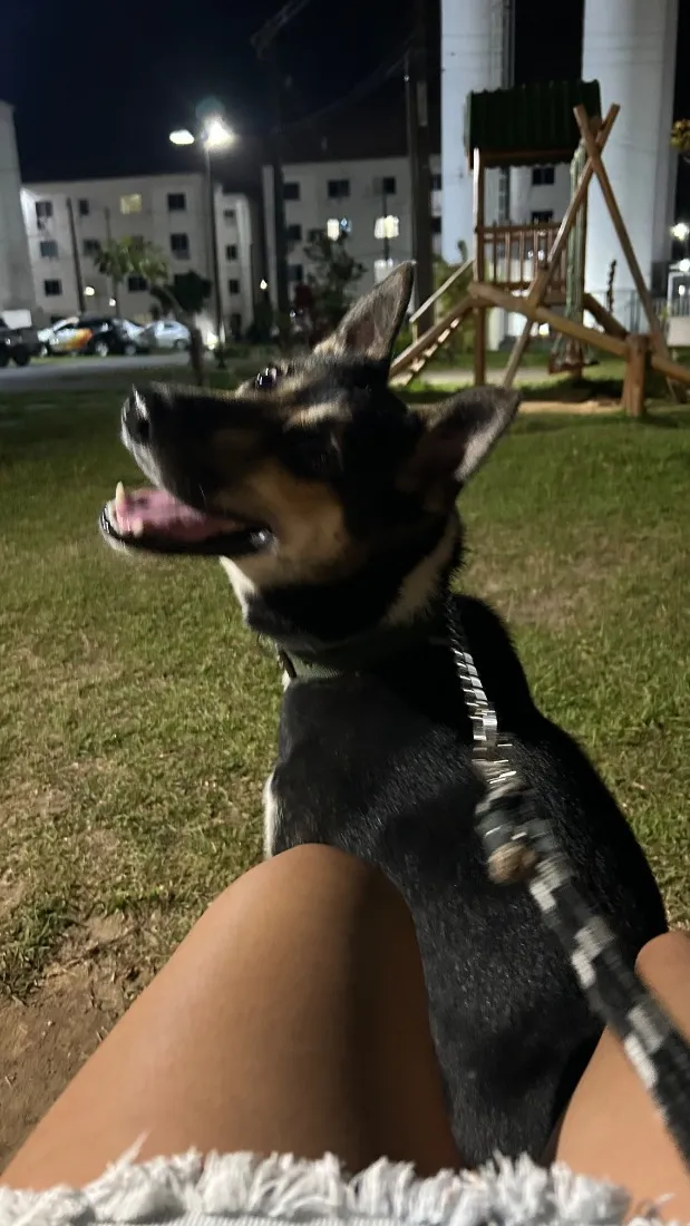 Cachorro raça SRD-ViraLata idade 1 ano nome Zion Luan