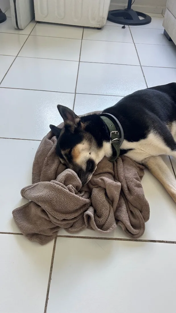 Cachorro raça SRD-ViraLata idade 1 ano nome Zion Luan