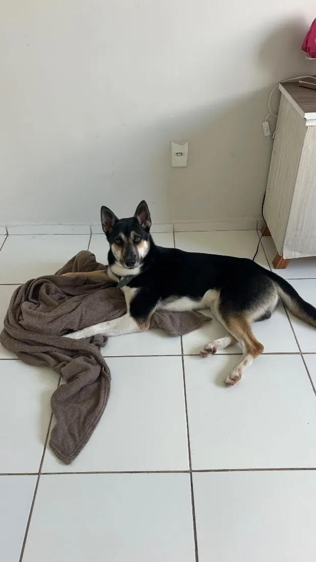 Cachorro raça SRD-ViraLata idade 1 ano nome Zion Luan