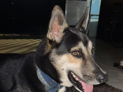 Cachorro raça SRD-ViraLata idade 1 ano nome Zion Luan