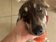 Kira