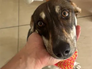 Cachorro raça SRD-ViraLata idade 2 a 6 meses nome Kira