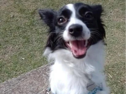 Cachorro raça SRD-ViraLata idade 2 anos nome Bethovem