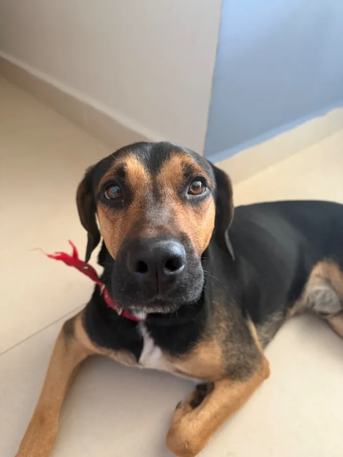 Cachorro raça SRD-ViraLata idade 3 anos nome Sem nome 